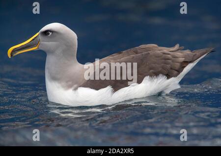 Northern Buller's Albatross, Buller's Albatross, Buller's mollymawk (Thalassarche bulleri platei, Thalassarche platei), nuoto sull'oceano, lato Foto Stock