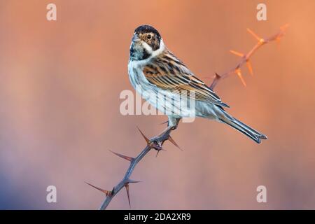 Conchiglia di canna (Emberiza schoeniclus), perching maschile su un ramoscello, vista laterale, Italia, piana fiorentina Foto Stock