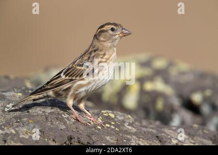 Passera rocciosa, roccia petronia (Passer petronia, Petronia petronia), perching su un terreno roccioso, Madera Foto Stock