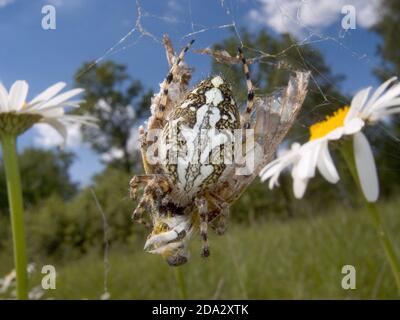 Orbweaver a foglia di rospo (Araneus ceropegius, Aculepeira ceropegia), femmina con preda nel ragnatela, vista dorsale, Germania Foto Stock