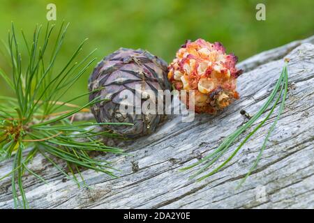 Nutcracker macchiato (nucifraga caryocatactes), coni di pino svizzeri, quello destro colpito da un nutcracker, Germania Foto Stock