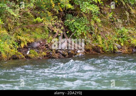 Anatra blu, Whio (Hymenolaimus malacorhynchos), famiglia di anatre a riva, Nuova Zelanda, Isola del Nord, Turangi Foto Stock