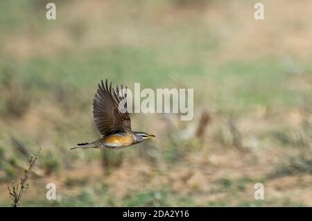 Tordo (Turdus oscurus), femmina in volo, Mongolia, Ugii Nuur Foto Stock