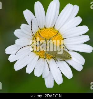 Longhorn Beetle (Lepturobosca virens, Leptura virens), siede su un bue-eye daisy, Germania Foto Stock