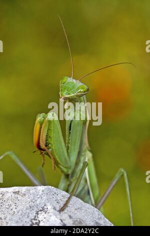 La mantide preda europea (Mantis religiosa), siede su una pietra, la Germania Foto Stock