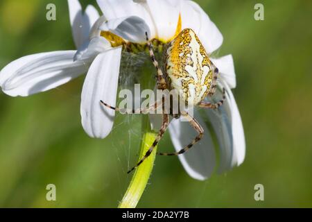 Orbweaver a foglia di oca (Araneus ceropegius, Aculepeira ceropegia), femmina su un fiore, Germania Foto Stock