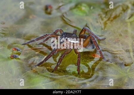 Pirata ragno lupo (Pirata piscatorius), sulla superficie dell'acqua, Germania Foto Stock