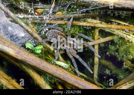 Pirata ragno lupo (Pirata piscatorius), sulla superficie dell'acqua, Germania Foto Stock