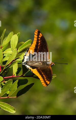 Panoramica di due paha coda (aka fossi imperatore) farfalla (Charaxes jasius) impostata su alcune foglie verdi su uno sfondo naturale fuori fuoco. Parco N. Foto Stock