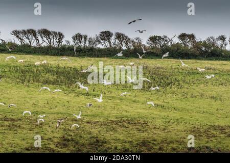 Un gregge di gabbiani europei di aringhe che volano su un campo a Newquay in Cornovaglia. Foto Stock