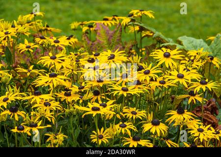 Rudbeckia fulgida Goldsturm Black Eyed Susan. Foto Stock