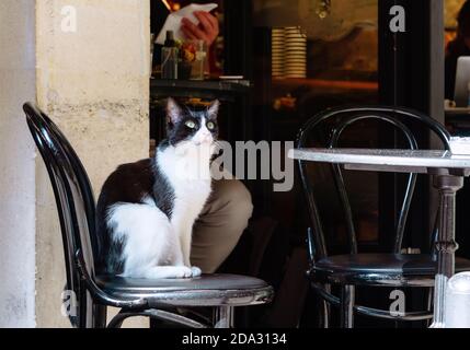 Gatto di strada a Istanbul. Gatti riposanti e rilassati per le strade di Istanbul Foto Stock