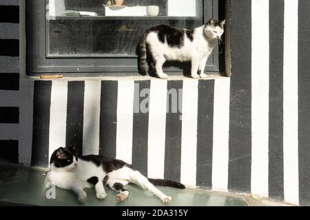 Gatto di strada a Istanbul. Gatti riposanti e rilassati per le strade di Istanbul Foto Stock