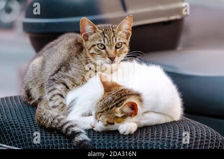 Gatto di strada a Istanbul. Gatti riposanti e rilassati per le strade di Istanbul Foto Stock