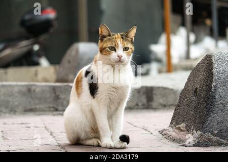Gatto di strada a Istanbul. Gatti riposanti e rilassati per le strade di Istanbul Foto Stock