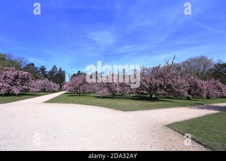 Fioritura dei ciliegi nel Parc de Sceaux - Ile de Francia - Regione di Parigi - Francia Foto Stock