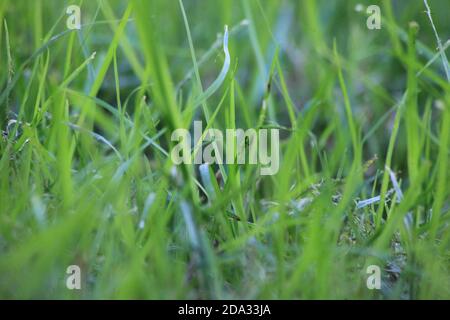 Piante da erba in crescita, graminacee, fuoco selettivo, erba umida, micro ambiente Foto Stock