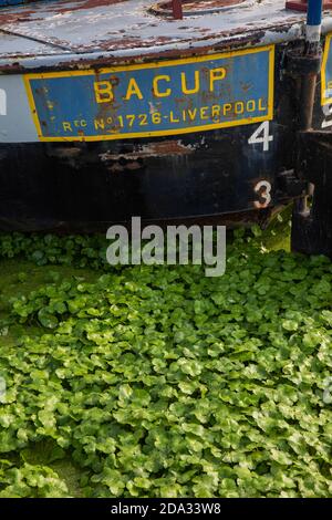 Regno Unito, Inghilterra, Cheshire, Ellesmere Port, National Waterways Museum, Upper Basin, Bacup British Waterways barca ormeggiata tra le erbacce verdi d'acqua Foto Stock