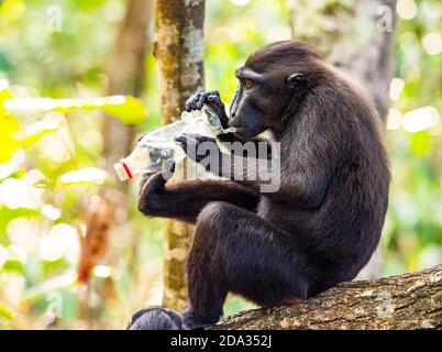 Macachi crestati neri e inquinamento plastico nella Riserva Naturale di Tangkoko, Sulawesi del Nord, Indonesia Foto Stock