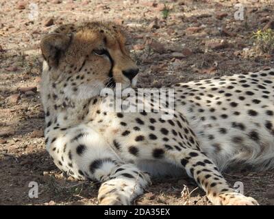 Colpo di closeup di un ghepardo sdraiato nella Mashatu Game Reserve, Botswana Foto Stock