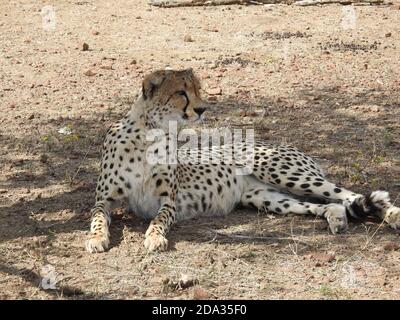 Colpo di closeup di un ghepardo sdraiato nella Mashatu Game Reserve, Botswana Foto Stock