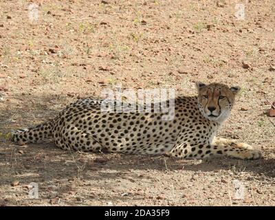 Colpo di closeup di un ghepardo sdraiato nella Mashatu Game Reserve, Botswana Foto Stock