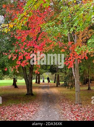 Due golfers che spingono i loro carrelli di golf giù un percorso sopra Un fresco giorno d'autunno in Canada Foto Stock