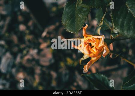 Primo piano di una rosa arancione con petali ritorti in natura Foto Stock