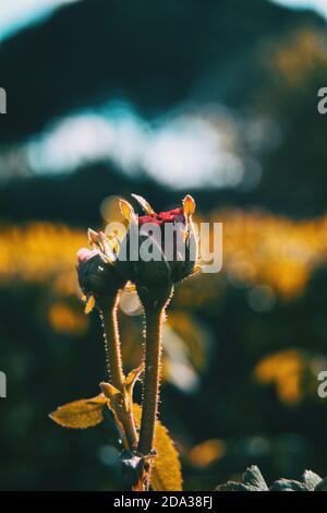 Primo piano di due boccioli rosa in natura Foto Stock