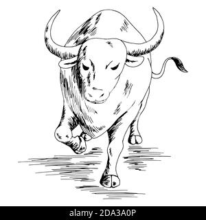 Bull arrabbiato running grafico nero bianco isolato illustrazione vettore di schizzo Illustrazione Vettoriale