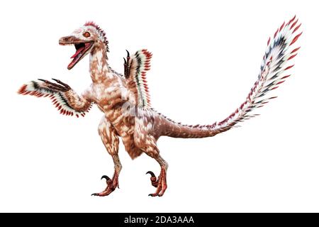 In piedi Velociraptor mongoliensis isolato su sfondo bianco. Dinosauro teropodico con piume del periodo cretaceo scientifico 3D che rende male Foto Stock