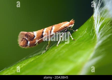 Cavallo Castagno Leaf-miner (Cameraria ohridella) poggiato su foglia di faggio. Tipperary, Irlanda Foto Stock