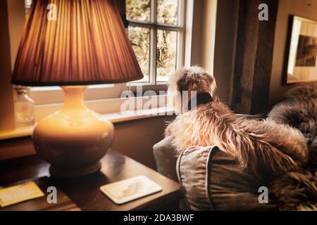 Un cane shaggy seduto su un divano in attesa per il suo proprietario che guarda fuori da una finestra accanto ad un paralume Foto Stock