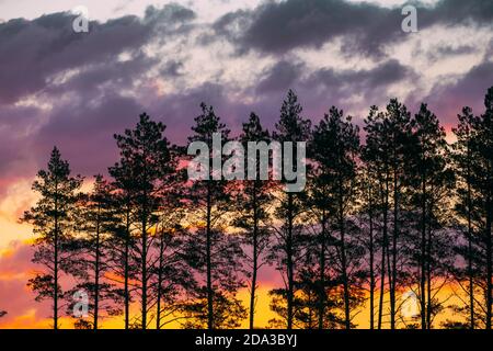 Sunset Sunrise Sky e Pine Forest Black Abete Trunks Silhouette in luce solare naturale di luminoso colorato drammatico cielo. Foresta di conifere soleggiata Foto Stock