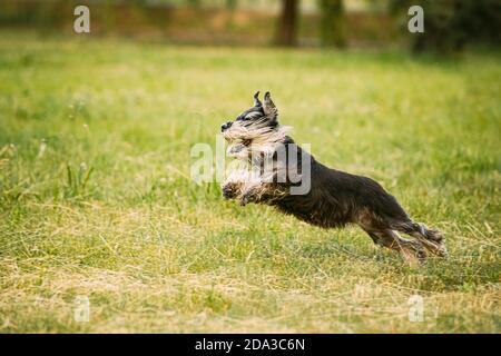 Mini Schnauzer Dog o Zwergschnauzer Funny corsa veloce all'aperto in Erba estiva Foto Stock