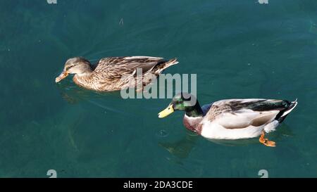 Uccelli e natura. Due anatre nuotano nelle acque calme del mare vicino ad un molo. Foto Stock
