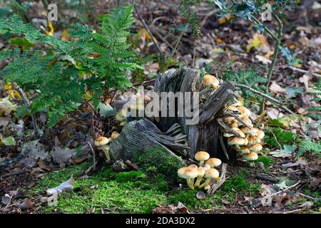 Moncone di alberi morti con funghi di tufo di zolfo (Hypholoma fasciculare) Foto Stock