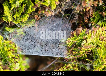 Una tela di foglio di ragno (Arachnida) filata per catturare la preda che cade e pesantemente carico di umidità autunnale e rugiada al base di un albero di conifere Foto Stock