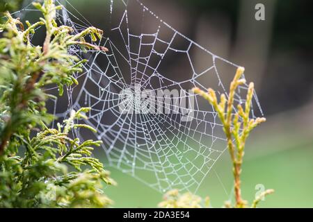 Un nastro di ragno coperto di umidità e rugiada (Arachnida) si è fatto girare attraverso Piante di conifere in autunno per la cattura di preda di insetti più visibile a causa delle goccioline d'acqua Foto Stock