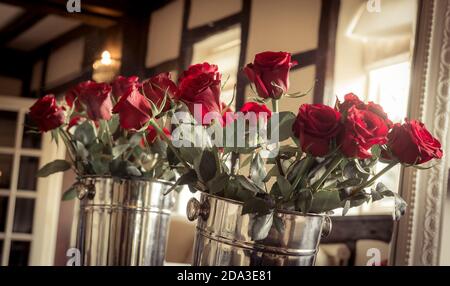 Rose rosse a gambo lungo disposte in secchi di champagne d'argento. Foto Stock