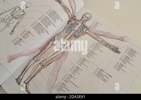 Parti del corpo umano in italiano immagini e fotografie stock ad alta  risoluzione - Alamy