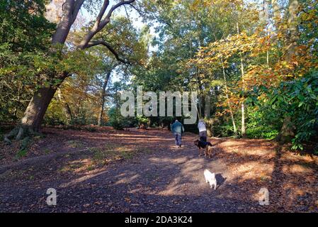 Coppia cani da passeggio in boschi sulla collina di St.Ann Chertsey on Un giorno di sole autunno Surrey Inghilterra UK Foto Stock