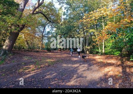 Coppia cani da passeggio in boschi sulla collina di St.Ann Chertsey on Un giorno di sole autunno Surrey Inghilterra UK Foto Stock