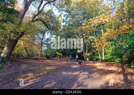 Coppia cani da passeggio in boschi sulla collina di St.Ann Chertsey on Un giorno di sole autunno Surrey Inghilterra UK Foto Stock