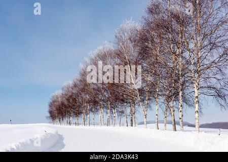 Paesaggio verosello a Biei, Hokkaido, Giappone con alberi iconici. Foto Stock