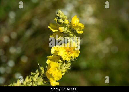 Mulleina densa - Verbascum densiflorum Foto Stock