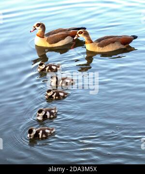 PIC Shows: Lockdown Goose Down Famiglia di gossings egiziani e oche avvistato nuotare al sole basso in Burgess Park, Camberwell, Londra del sud il Foto Stock