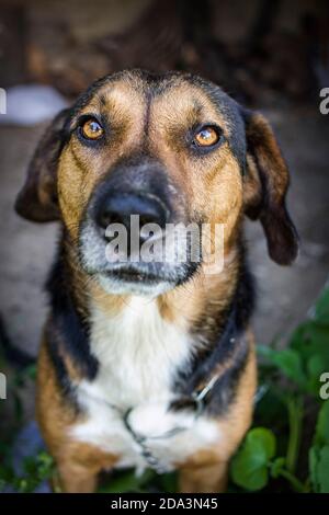 Bel ritratto di un cane di razza mista di campagna. Foto Stock