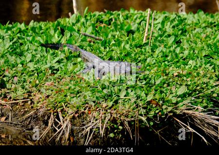 Un giovane alligatore americano riscalda al sole d'inverno su un pezzetto di lattuga d'acqua nella Bear Island Wildlife Management Area in Green Pond, Carolina del Sud. Foto Stock