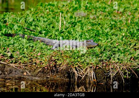 Un giovane alligatore americano riscalda al sole d'inverno su un pezzetto di lattuga d'acqua nella Bear Island Wildlife Management Area in Green Pond, Carolina del Sud. Foto Stock